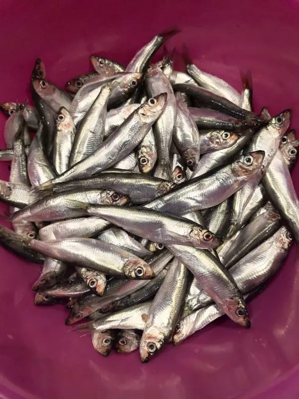 Килька или мойва сухого пряного посола