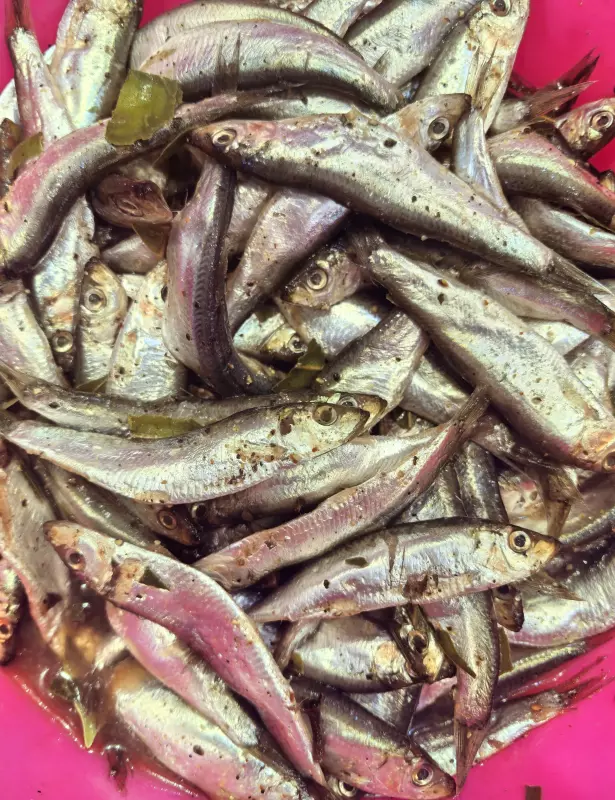 Килька или мойва сухого пряного посола