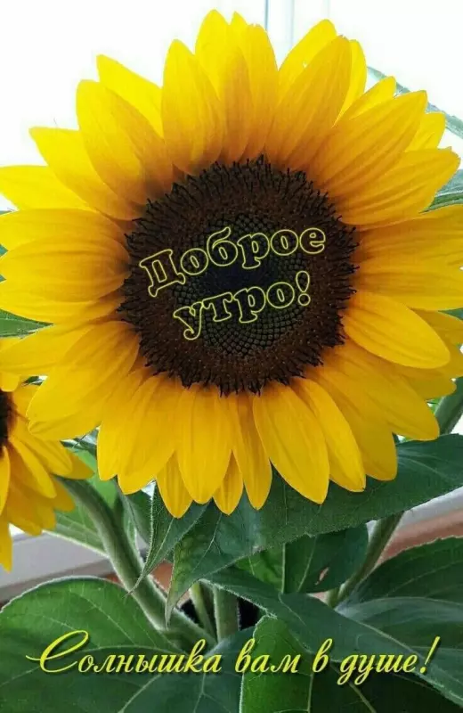 Tapтaлeтки & Ко