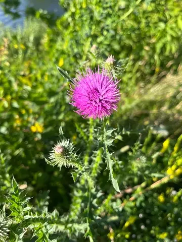 Tapтaлeтки & Ко