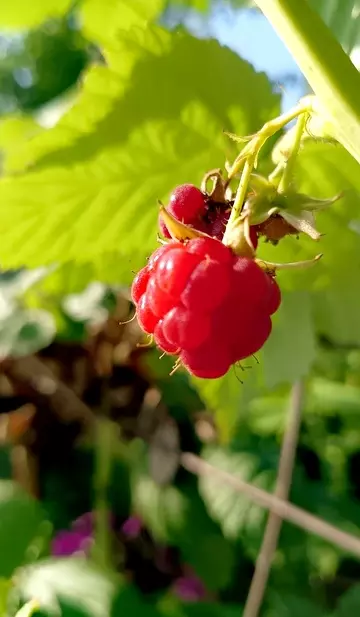 Tapтaлeтки & Ко