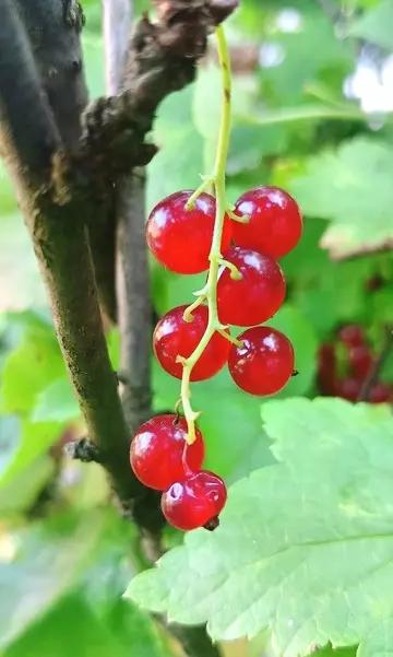 Tapтaлeтки & Ко