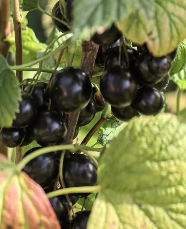 Tapтaлeтки & Ко