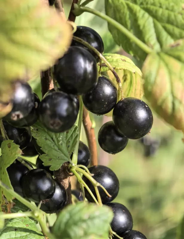 Tapтaлeтки & Ко