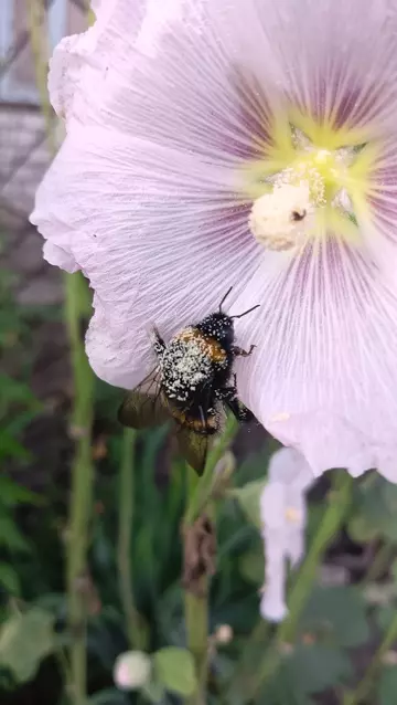 Tapтaлeтки & Ко