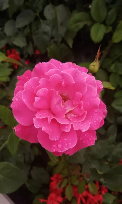 Tapтaлeтки & Ко