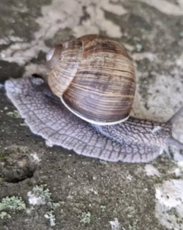 Tapтaлeтки & Ко