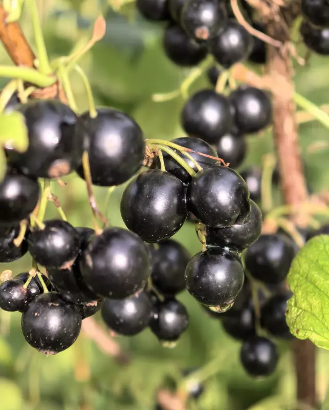 Tapтaлeтки & Ко