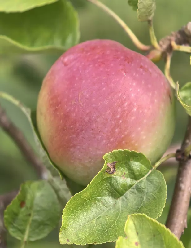 Tapтaлeтки & Ко