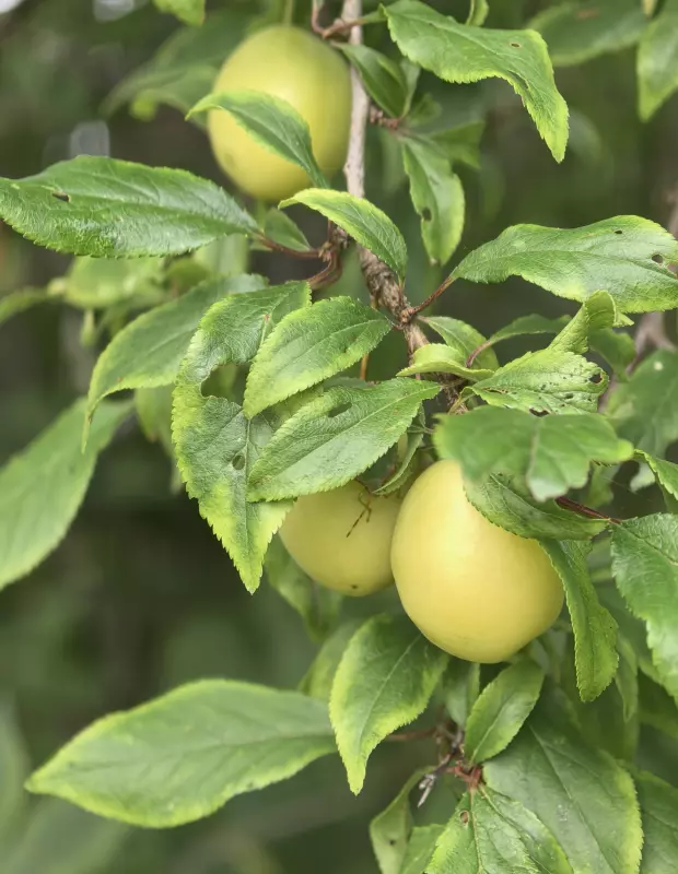 Tapтaлeтки & Ко