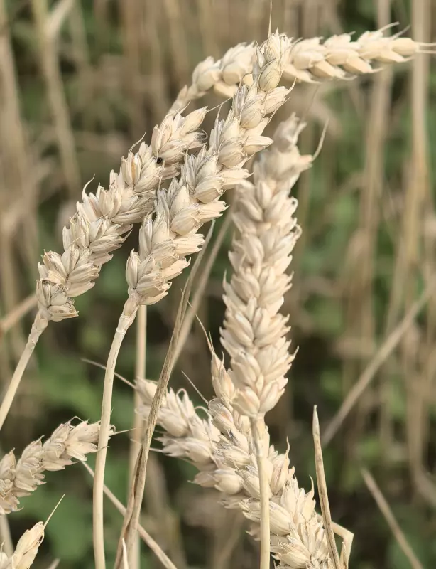 Tapтaлeтки & Ко