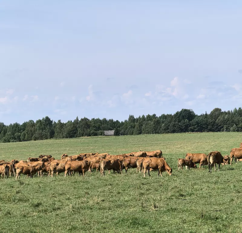 Tapтaлeтки & Ко