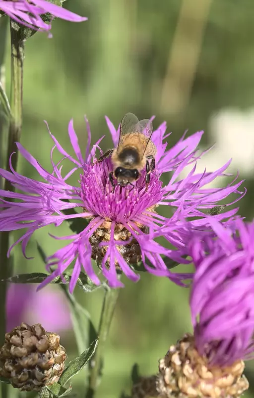 Tapтaлeтки & Ко