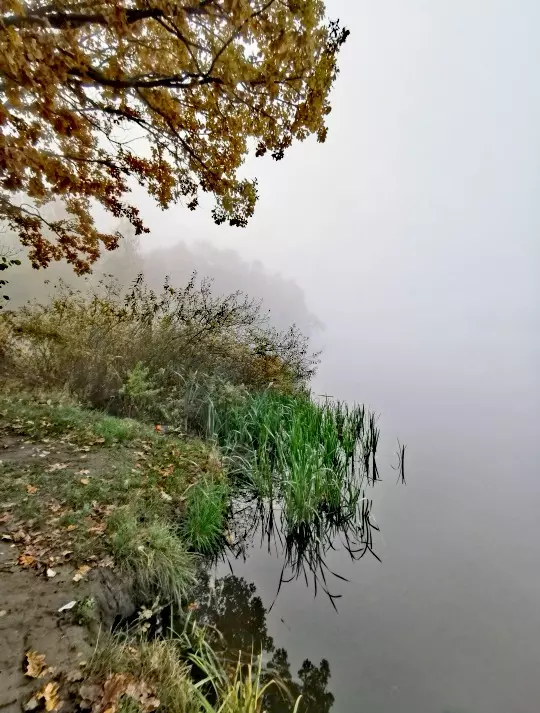 Tapтaлeтки & Ко
