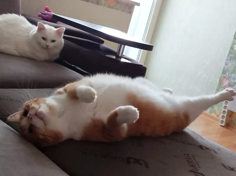 Tapтaлeтки & Ко