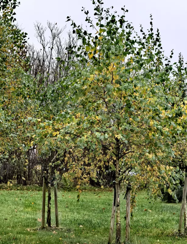 Tapтaлeтки & Ко