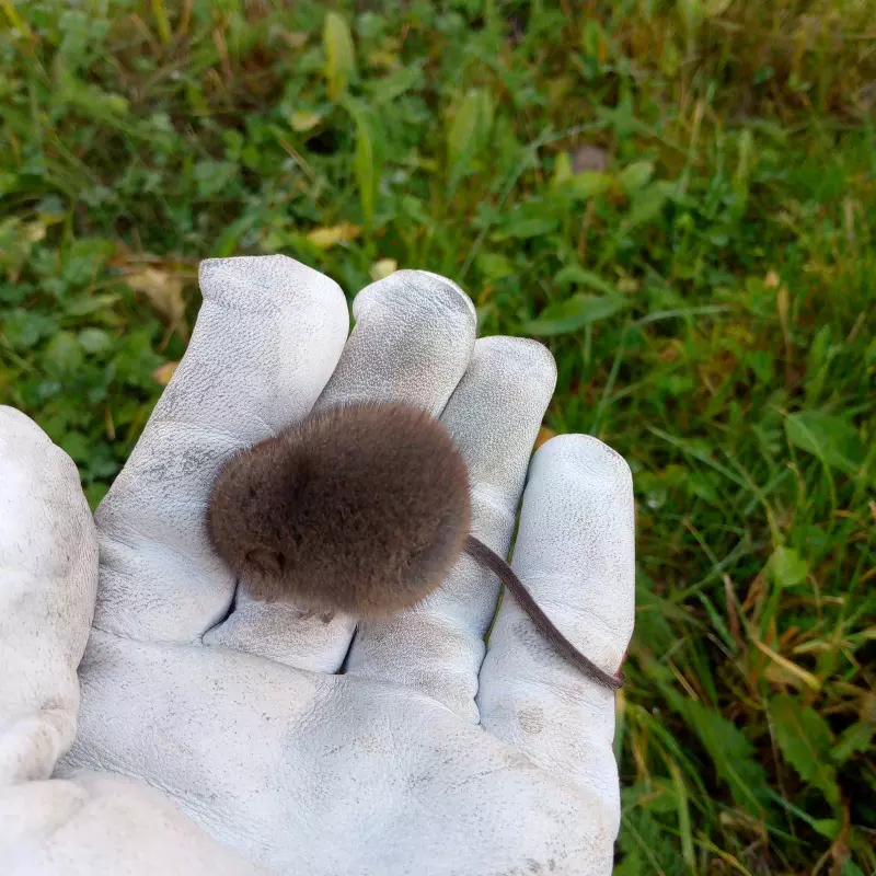 Tapтaлeтки & Ко