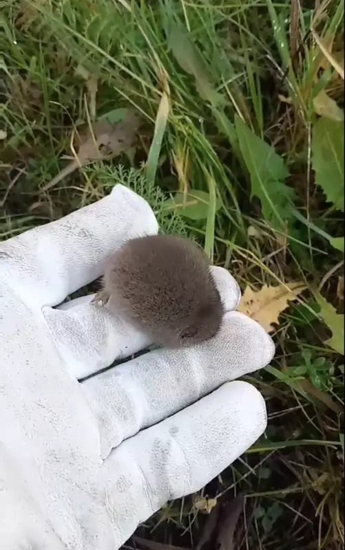 Tapтaлeтки & Ко