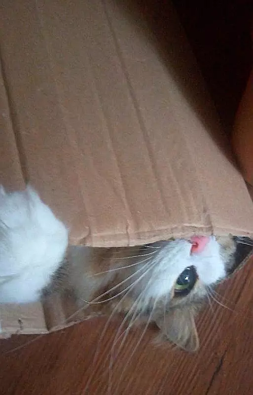 Tapтaлeтки & Ко