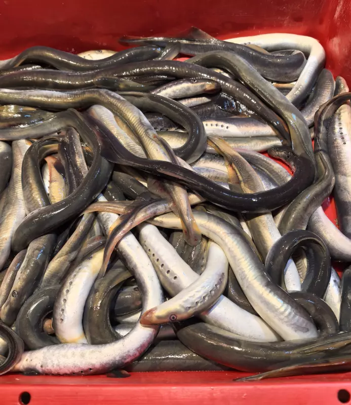 Tapтaлeтки & Ко