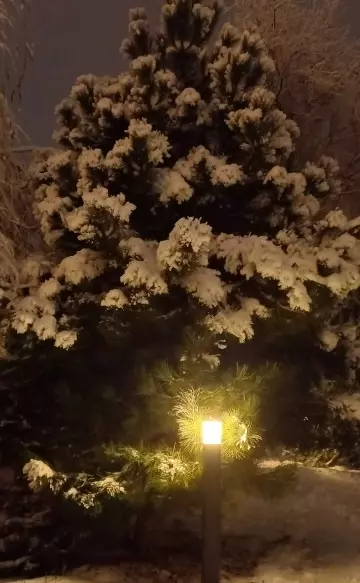 Tapтaлeтки & Ко