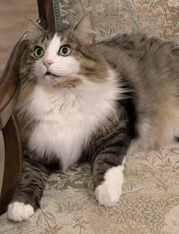 Tapтaлeтки & Ко