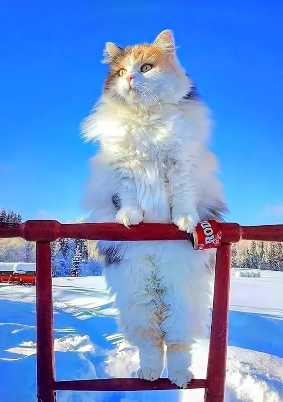 Tapтaлeтки & Ко