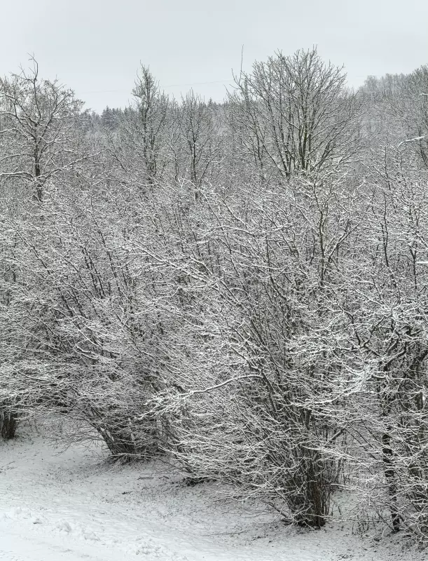 Tapтaлeтки & Ко