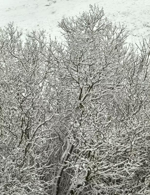 Tapтaлeтки & Ко