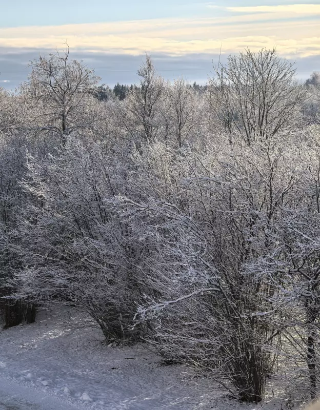 Tapтaлeтки & Ко