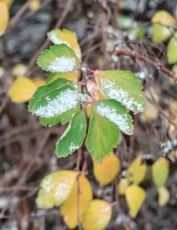 Tapтaлeтки & Ко