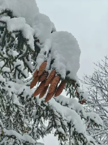 Tapтaлeтки & Ко