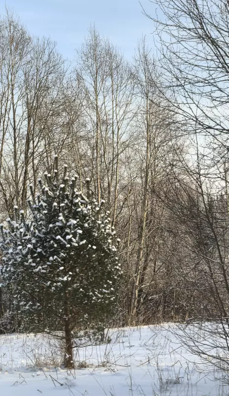 Tapтaлeтки & Ко