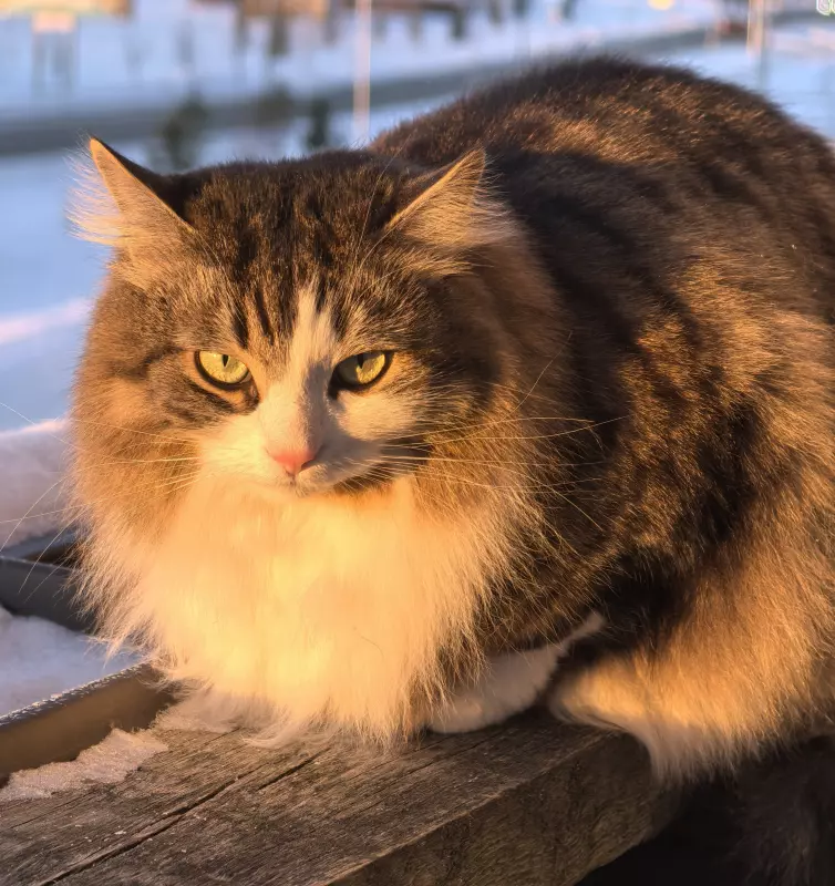 Tapтaлeтки & Ко