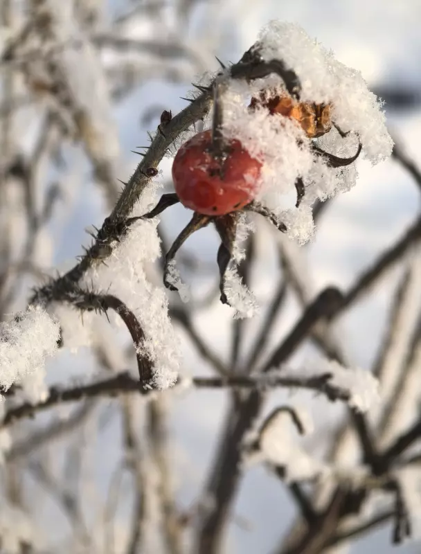Tapтaлeтки & Ко