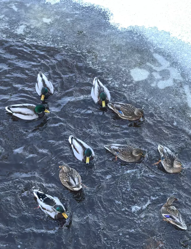 Tapтaлeтки & Ко