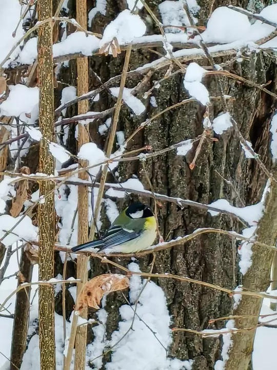Tapтaлeтки & Ко