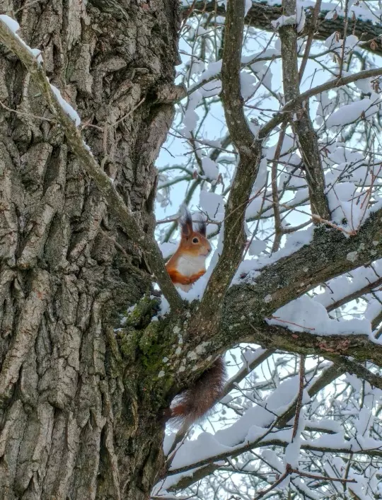 Tapтaлeтки & Ко