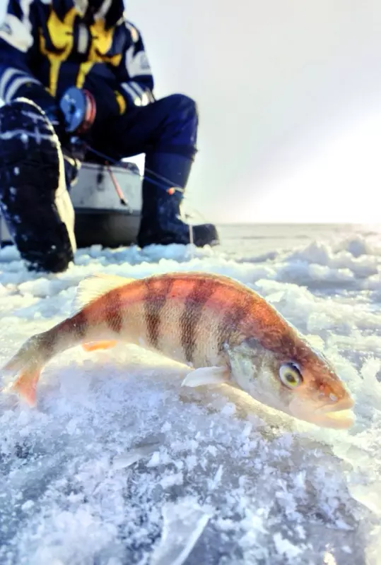 Tapтaлeтки & Ко