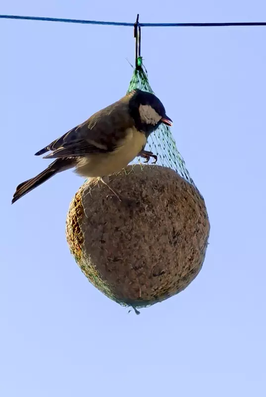 Tapтaлeтки & Ко