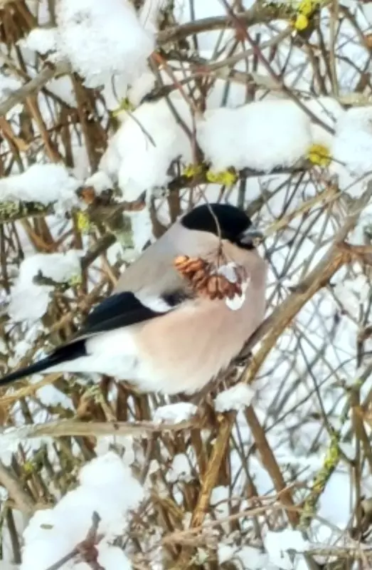 Tapтaлeтки & Ко