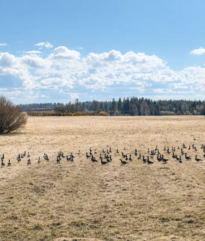 Tapтaлeтки & Ко