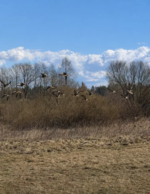 Tapтaлeтки & Ко
