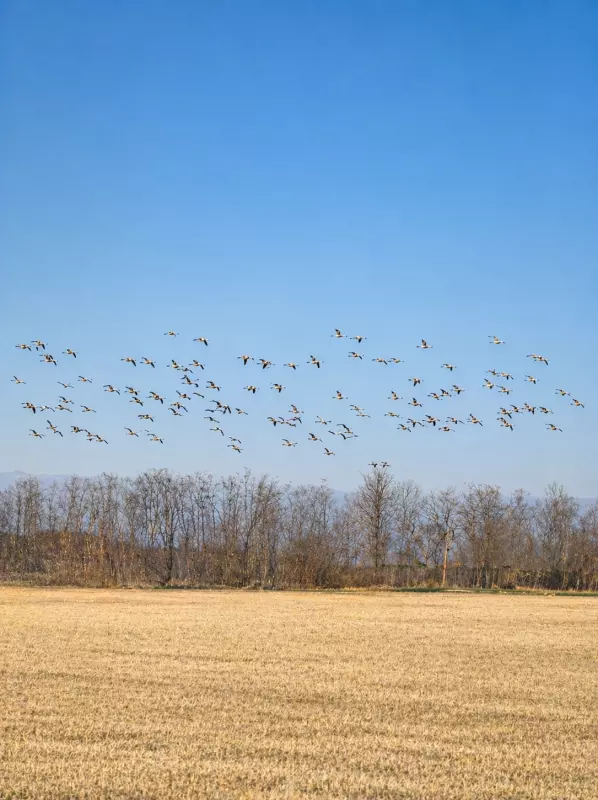 Tapтaлeтки & Ко