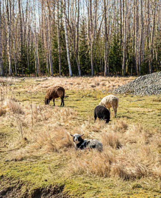 Tapтaлeтки & Ко