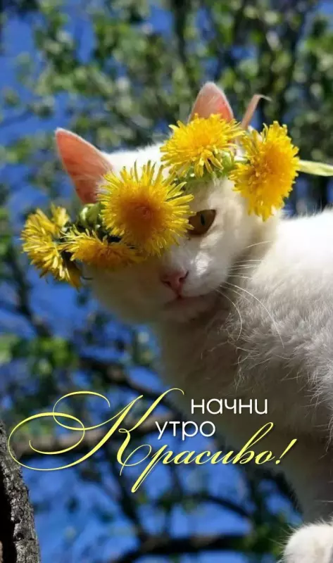 Tapтaлeтки & Ко