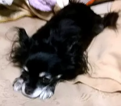 Что происходит с Ozon?