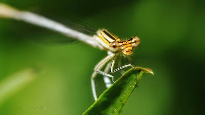 Искусство макросъемки: секреты, техники и вдохновение
