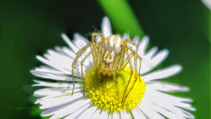 Искусство макросъемки: секреты, техники и вдохновение