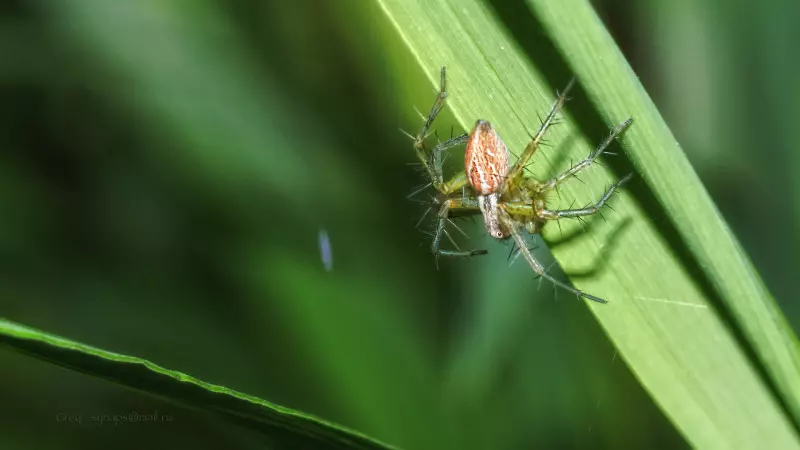 Искусство макросъемки: секреты, техники и вдохновение
